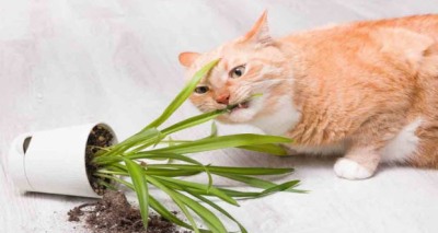 حب القطط لتناول نبات العنكبوت 