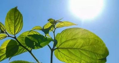كمية طاقة الشمس علي النبات صيفا و شتاء