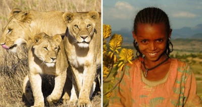 أسود تحمي طفلة إثيوبية 