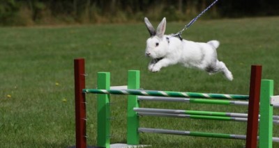 رياضة رشاقة الأرانب 